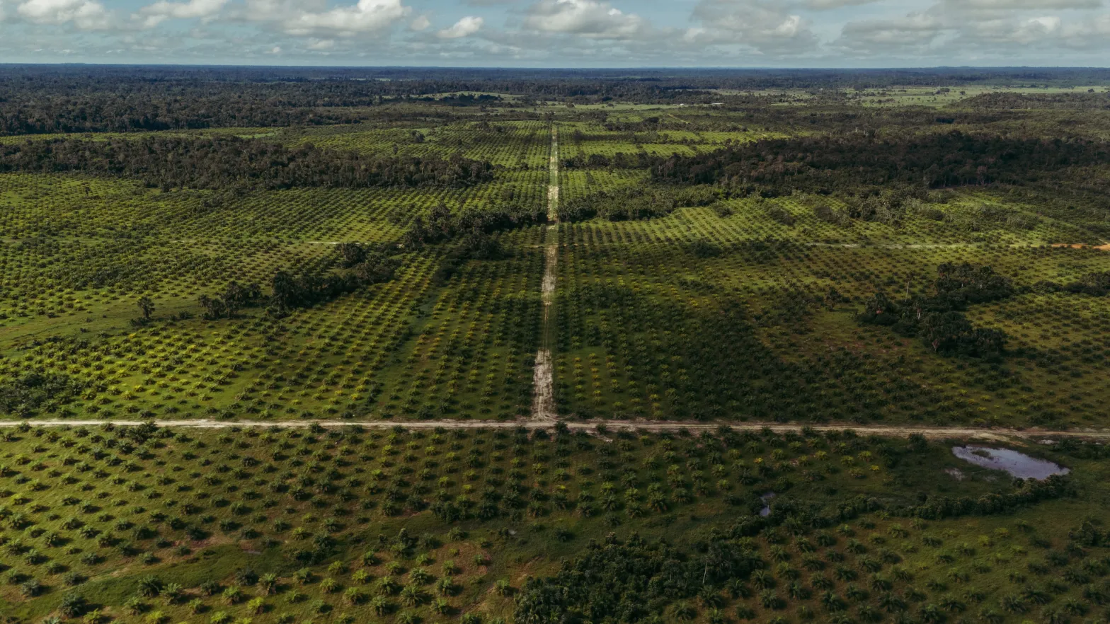 Reforestation project